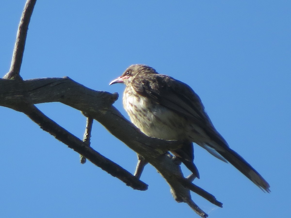 Spiny-cheeked Honeyeater - ML614254309