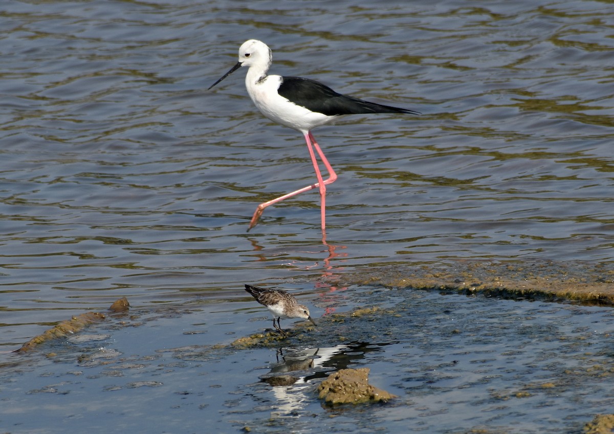 Black-winged Stilt - Anonymous