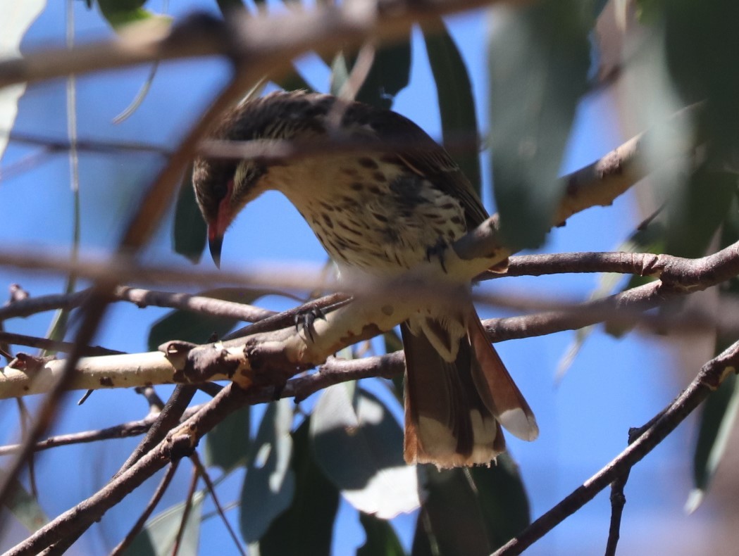 Spiny-cheeked Honeyeater - ML614254366