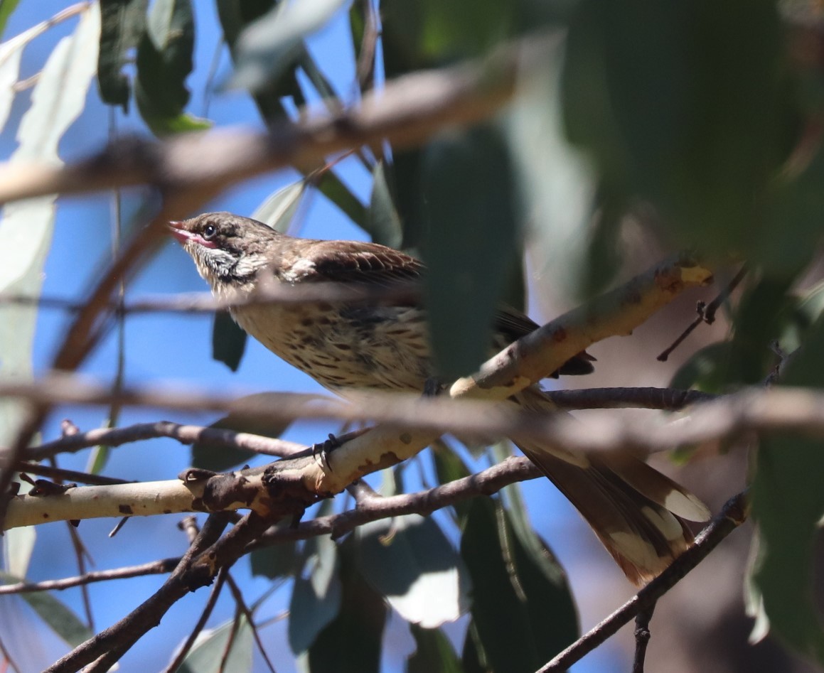 Spiny-cheeked Honeyeater - ML614254368