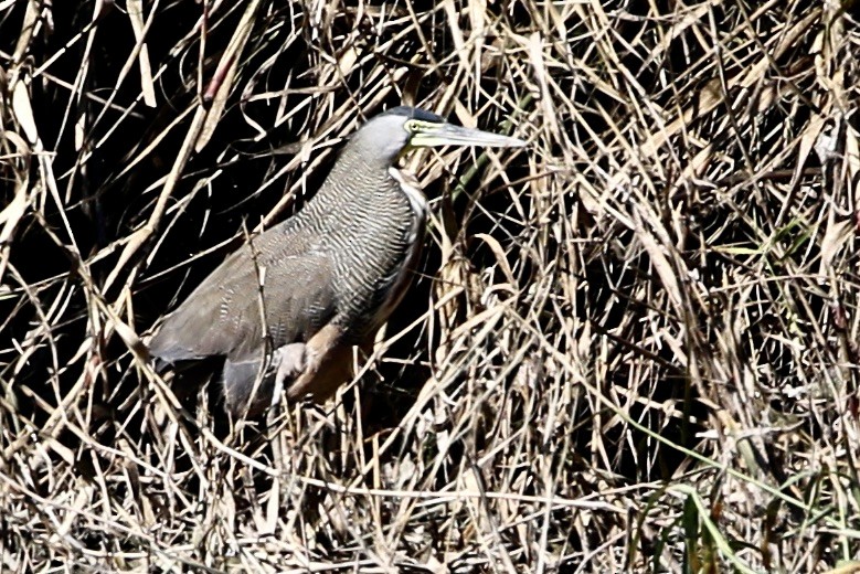 Bare-throated Tiger-Heron - ML614254379