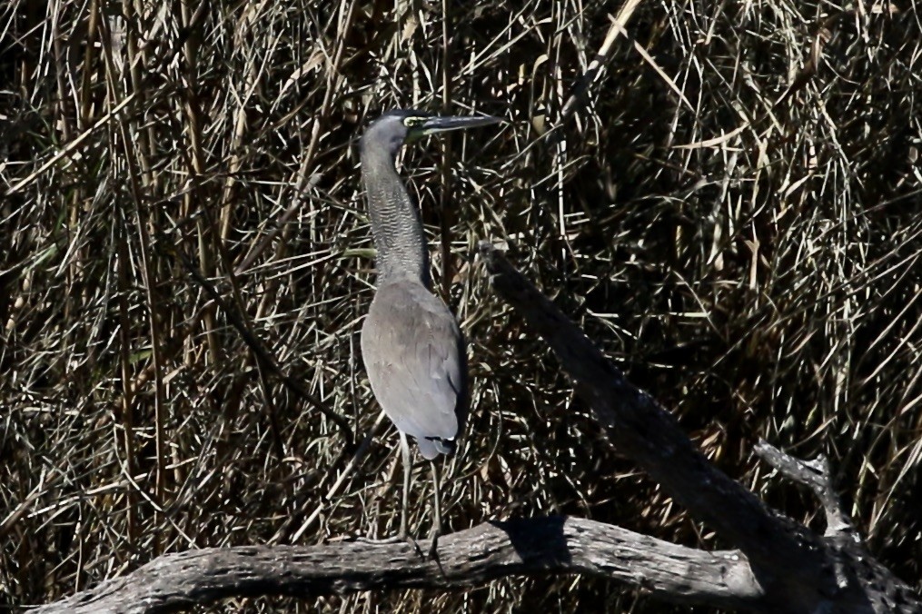 Bare-throated Tiger-Heron - Roger Woodruff