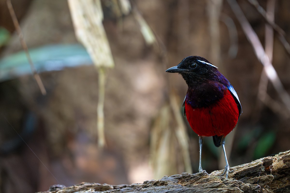 Black-crowned Pitta - ML614254382