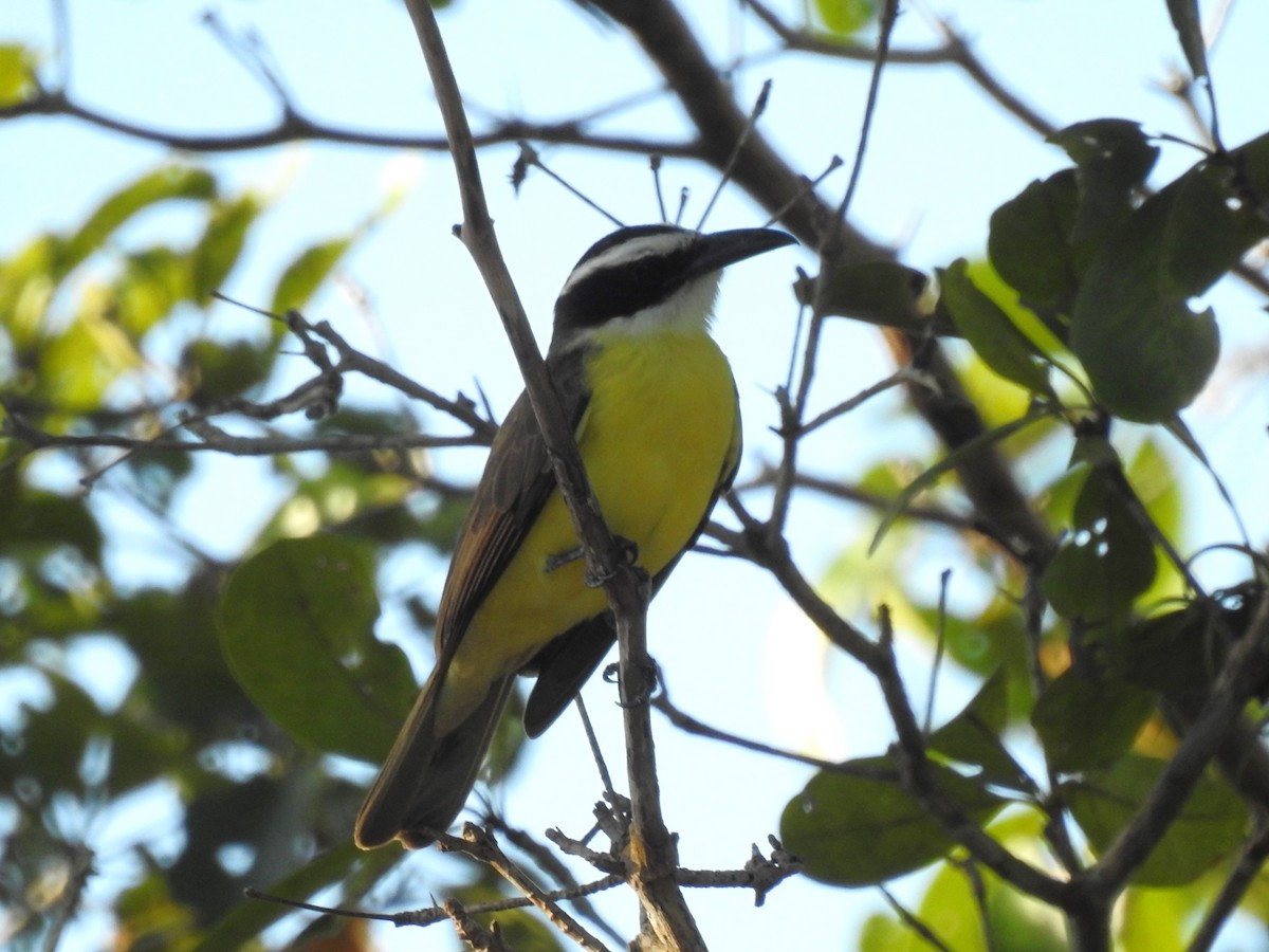 Boat-billed Flycatcher (Northern) - ML614254390