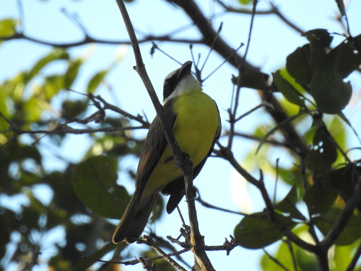 Bienteveo Pitanguá (grupo mexicanus) - ML614254391