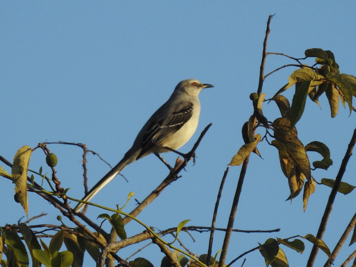 Tropical Mockingbird (Mayan) - ML614254393
