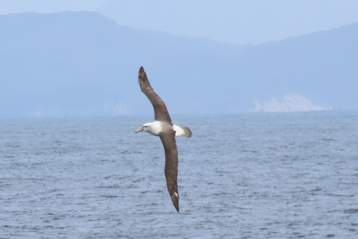 White-capped Albatross - Wendy Shanley
