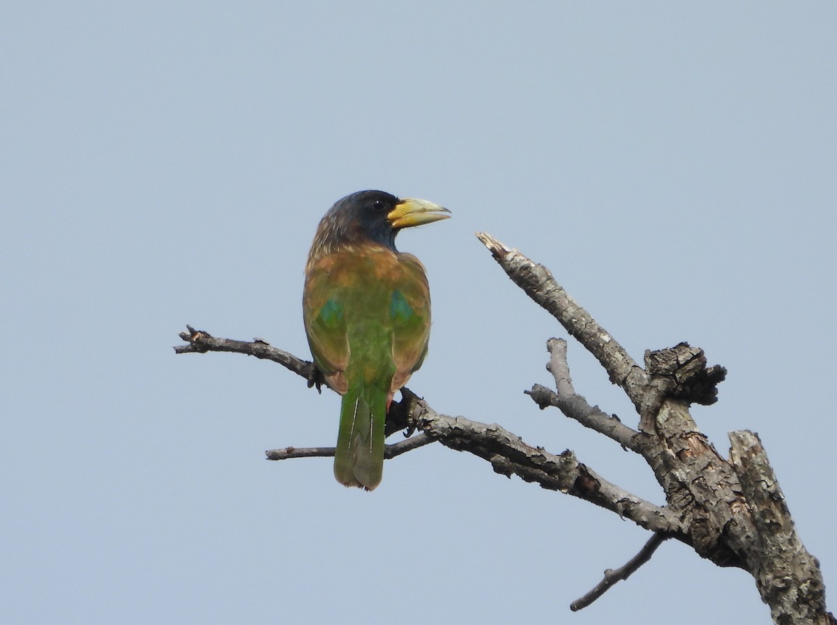 Great Barbet - ML614254486