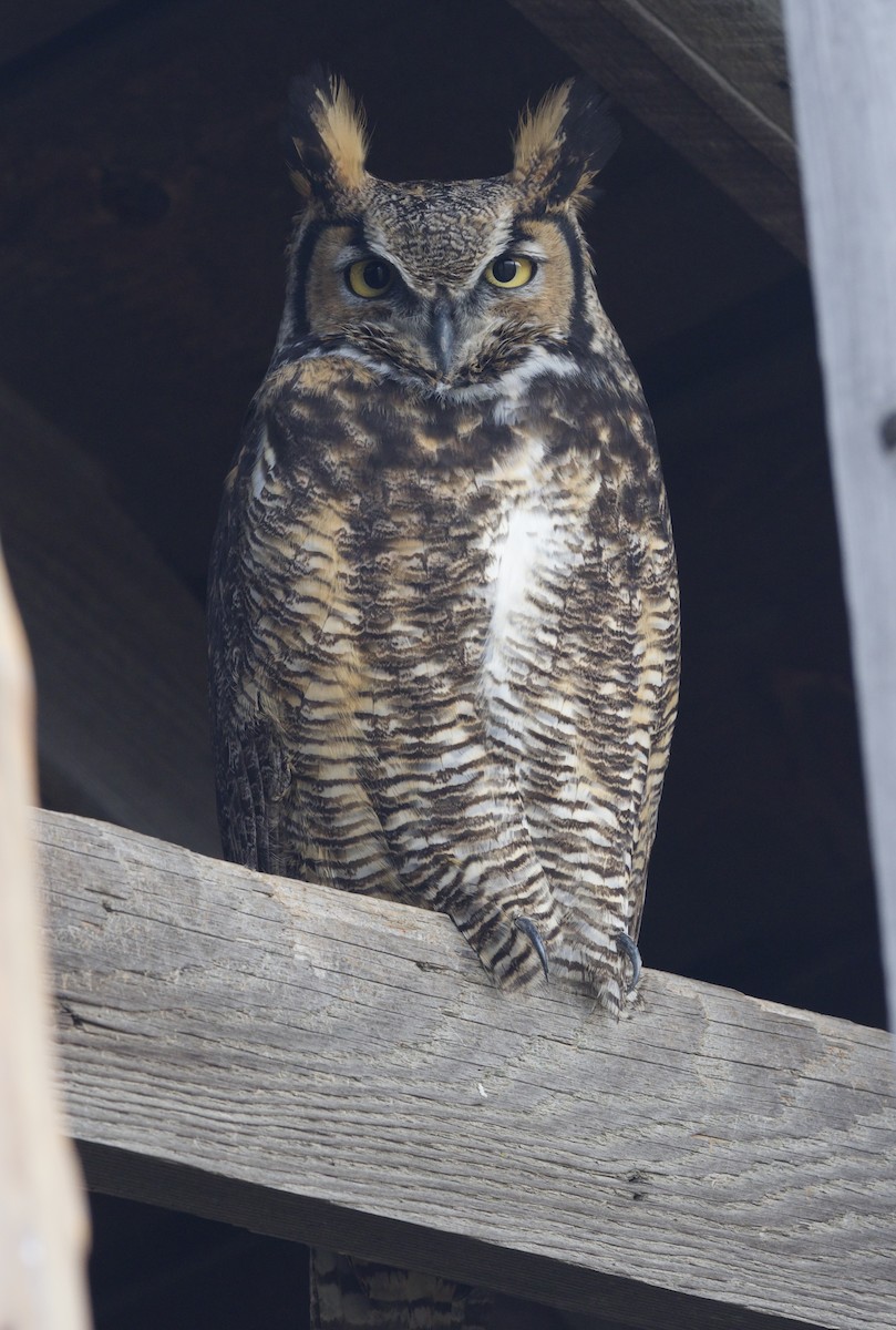 Great Horned Owl - ML614254488