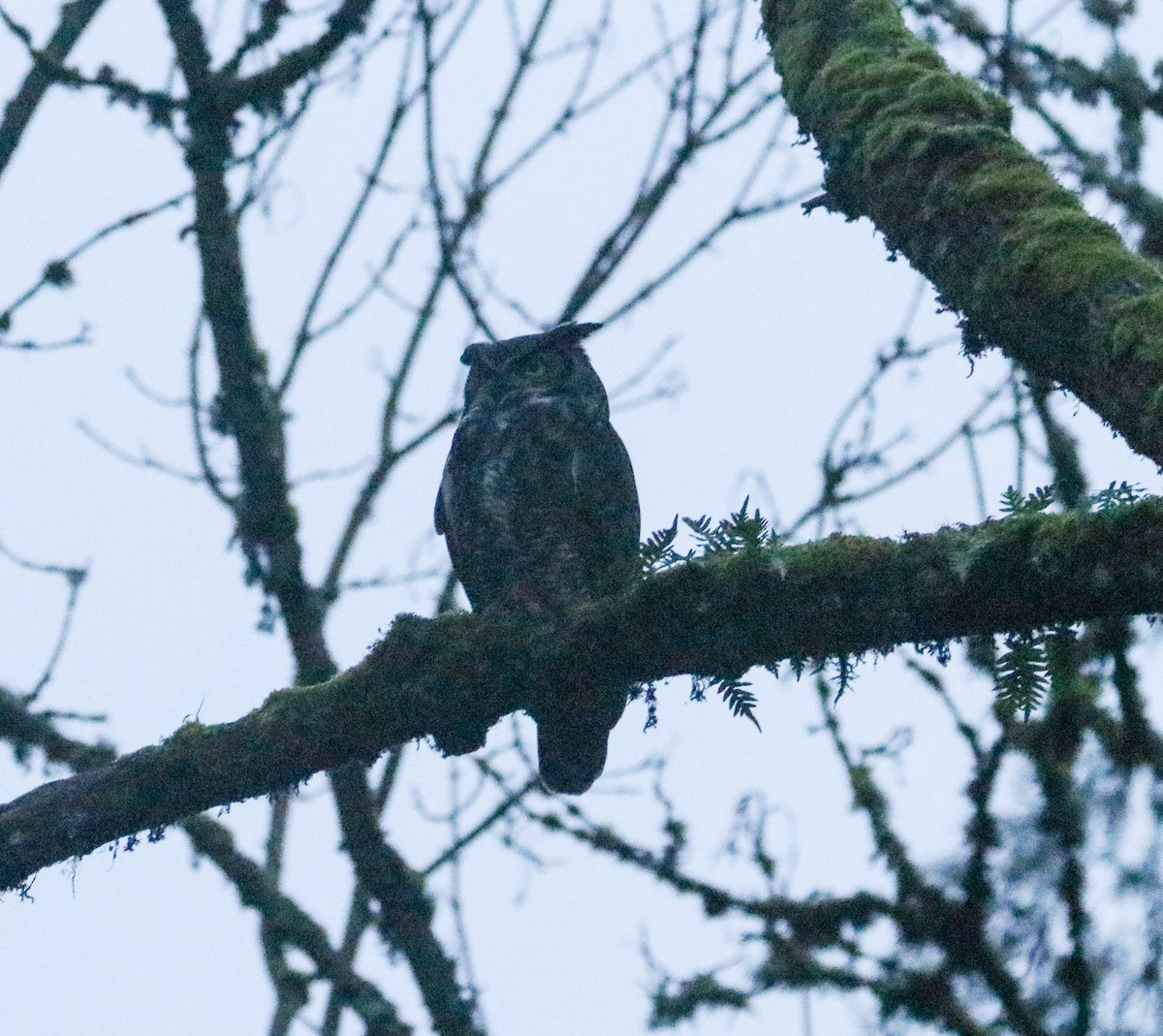 Great Horned Owl - ML614254498