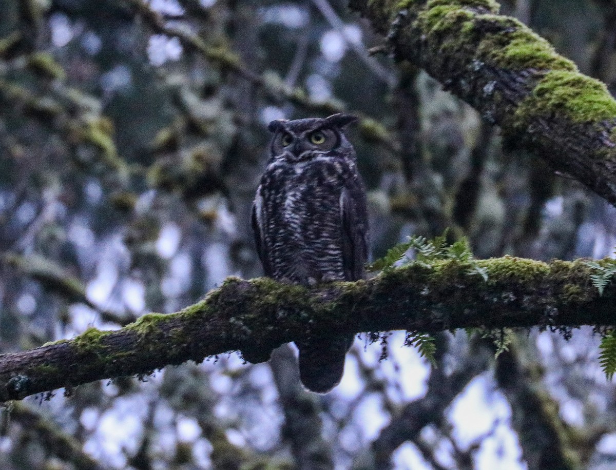 Great Horned Owl - ML614254499