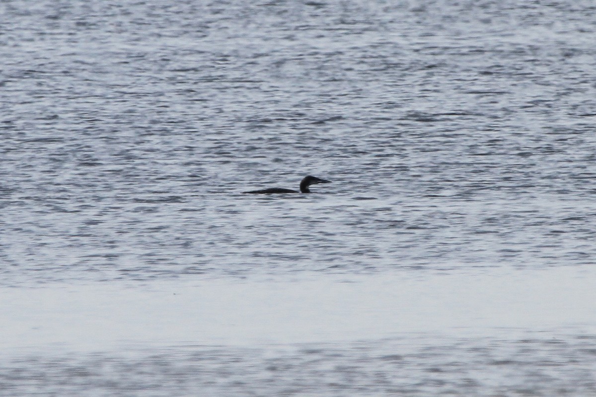 Common Loon - ML614254500