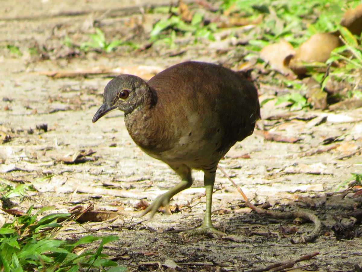 Undulated Tinamou - ML614254513