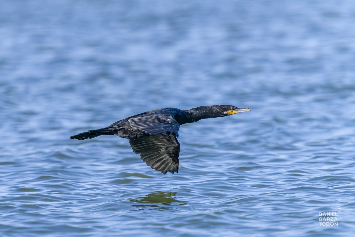 Neotropic Cormorant - ML614254550