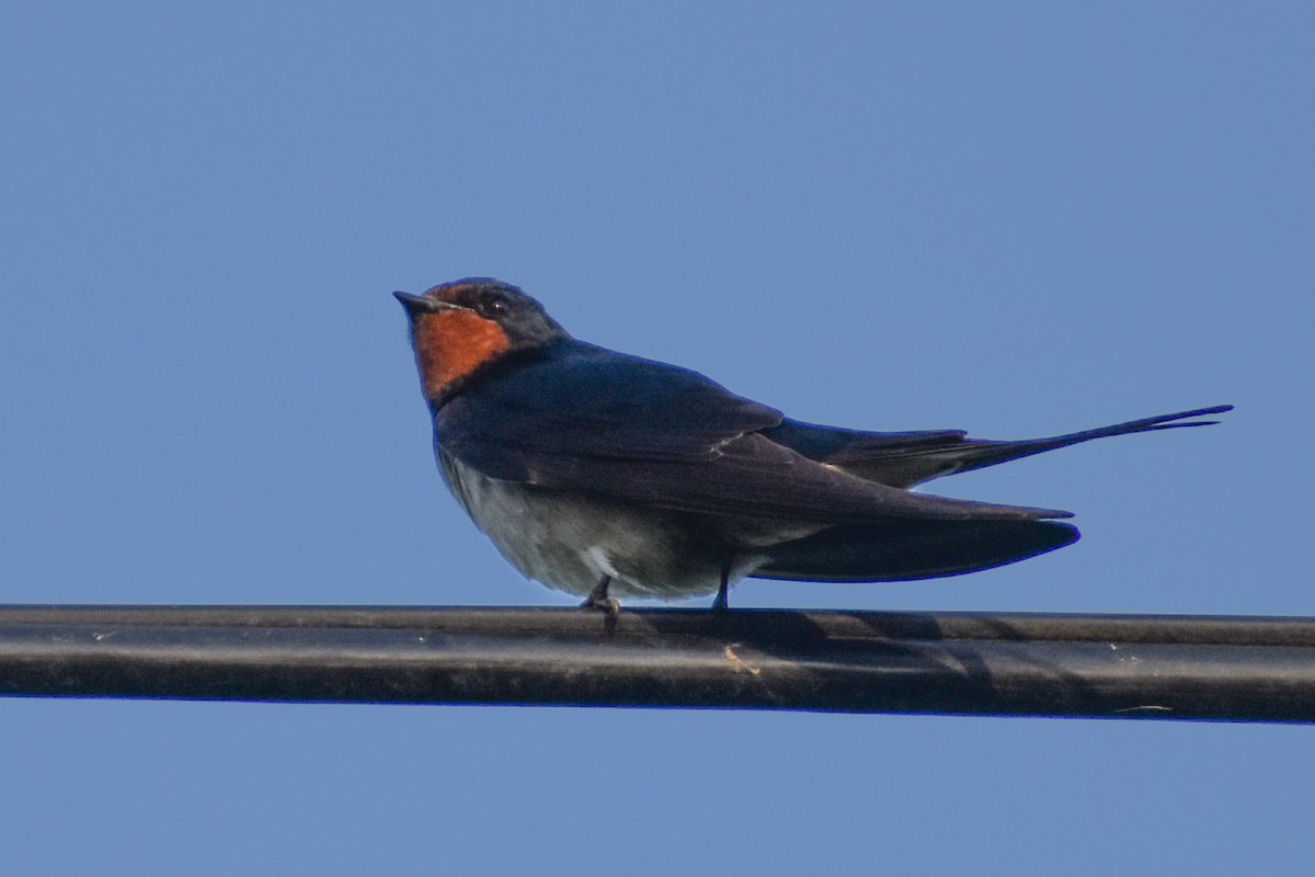 Barn Swallow - ML614254583