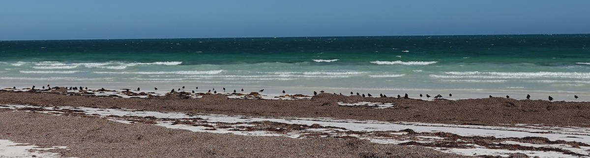 Sooty Oystercatcher - ML614254601