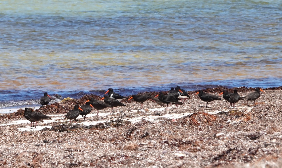 Sooty Oystercatcher - ML614254602