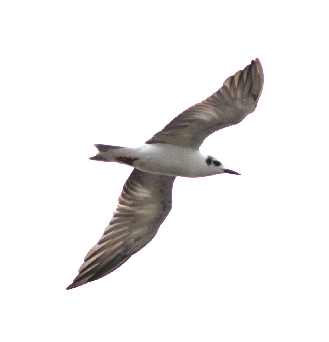 White-winged Tern - Greg Roberts