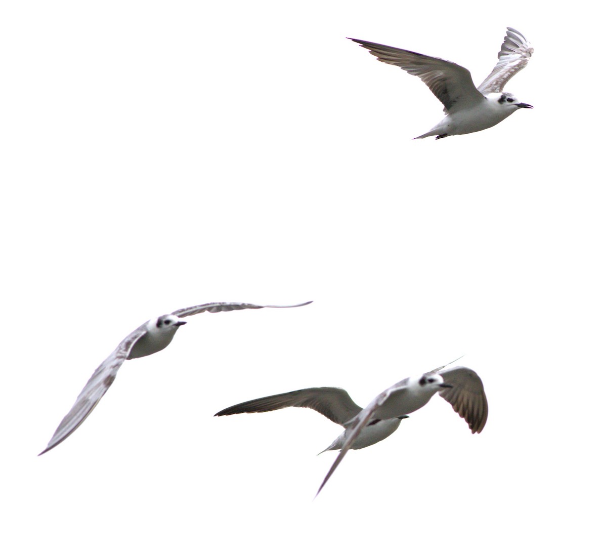 White-winged Tern - ML614254628