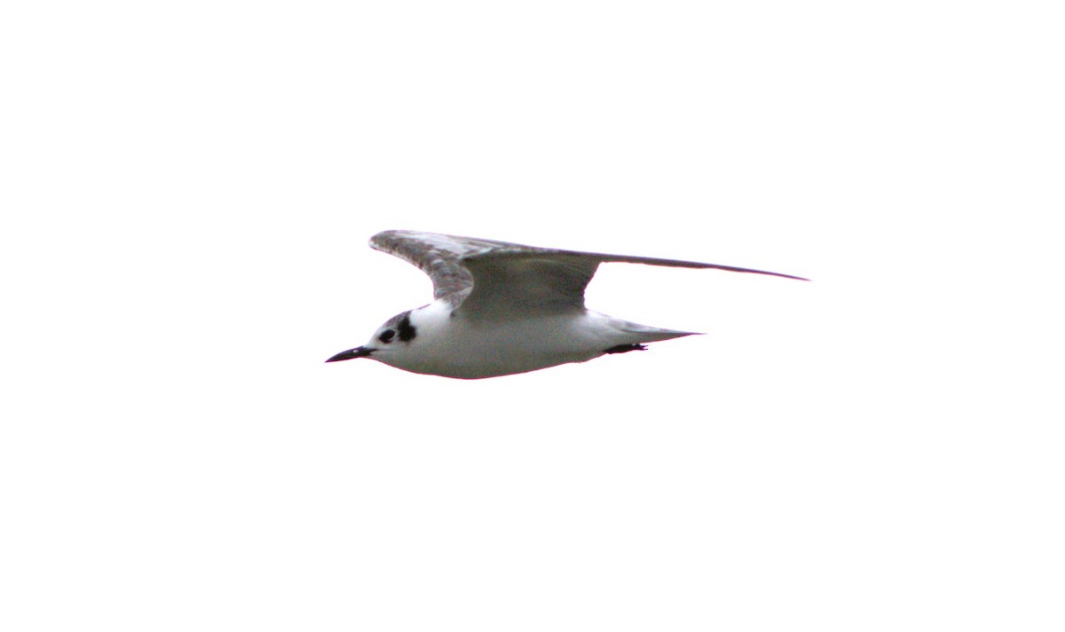 White-winged Tern - ML614254629