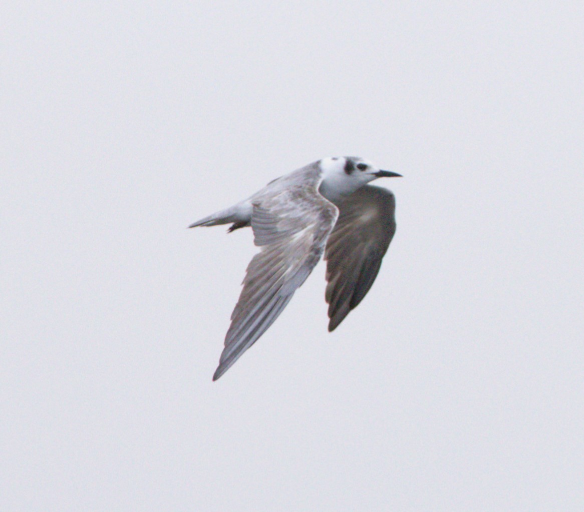 White-winged Tern - ML614254630