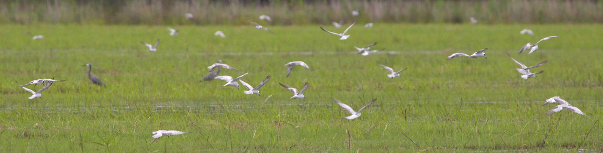 White-winged Tern - Greg Roberts