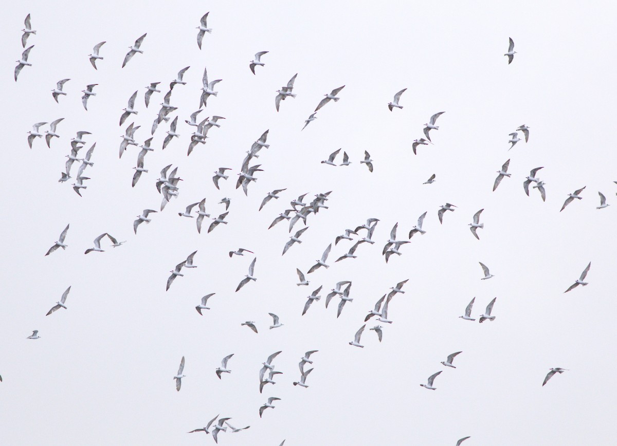 White-winged Tern - Greg Roberts