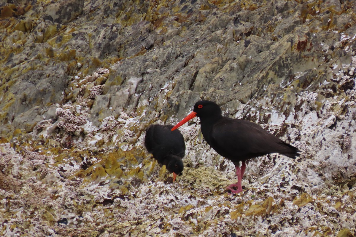 Sooty Oystercatcher - ML614254659