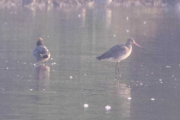 Black-tailed Godwit - Adithya Bhat