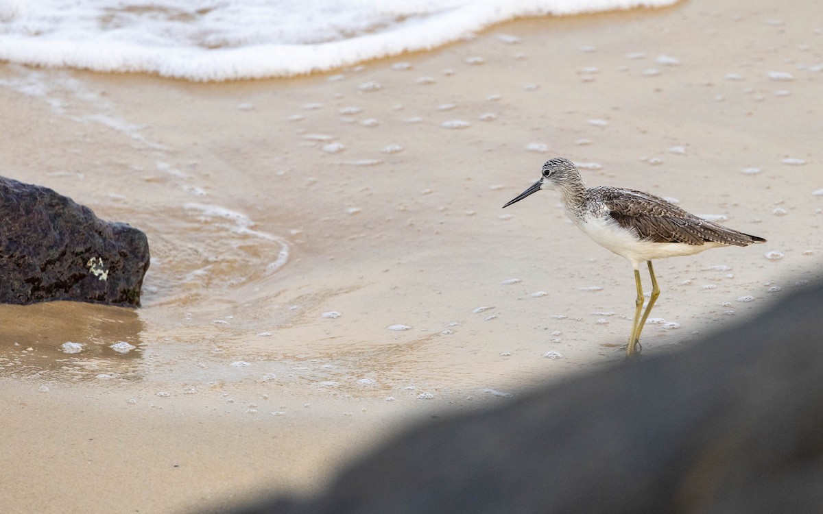 Common Greenshank - ML614254712