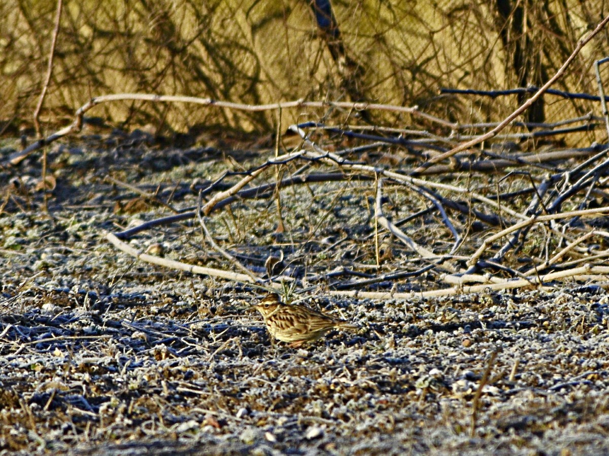 Wood Lark - ML614254883