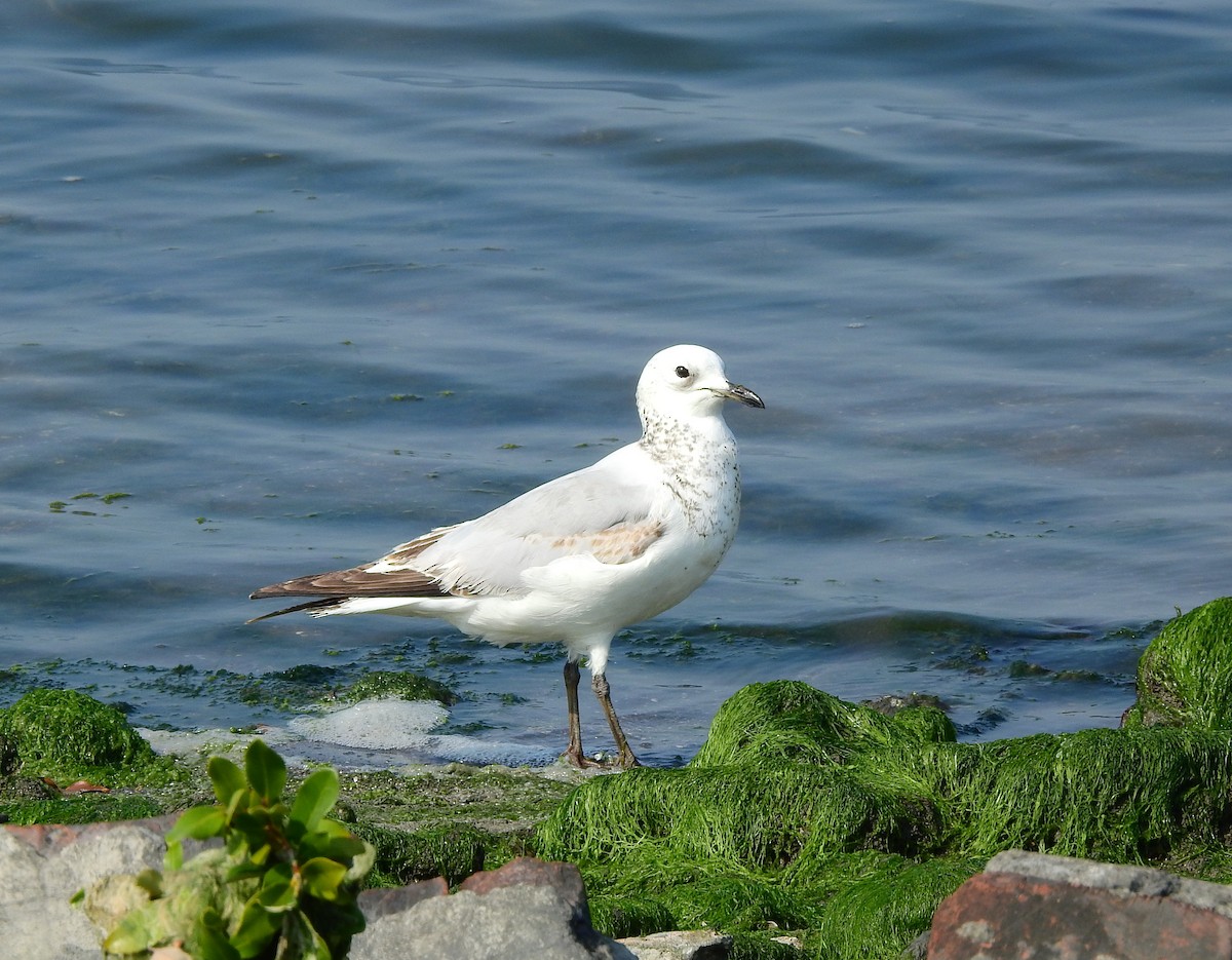 Relict Gull - ML614254938