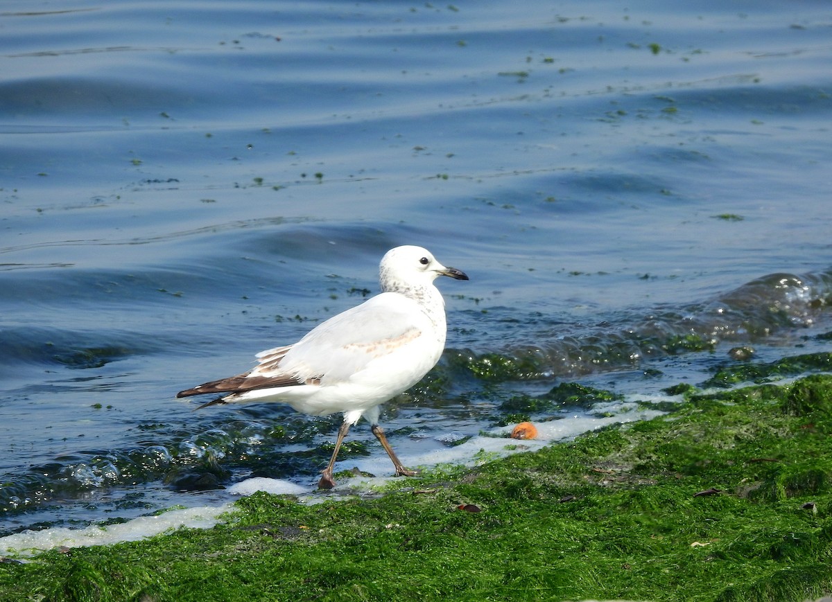 Gaviota Relicta - ML614254940