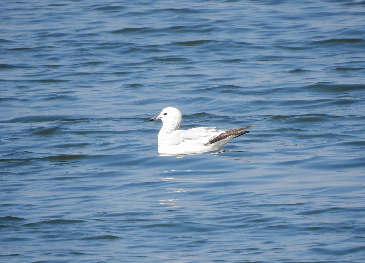 Relict Gull - ML614254943