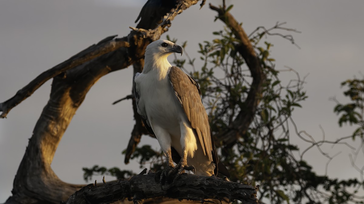 White-bellied Sea-Eagle - ML614255031