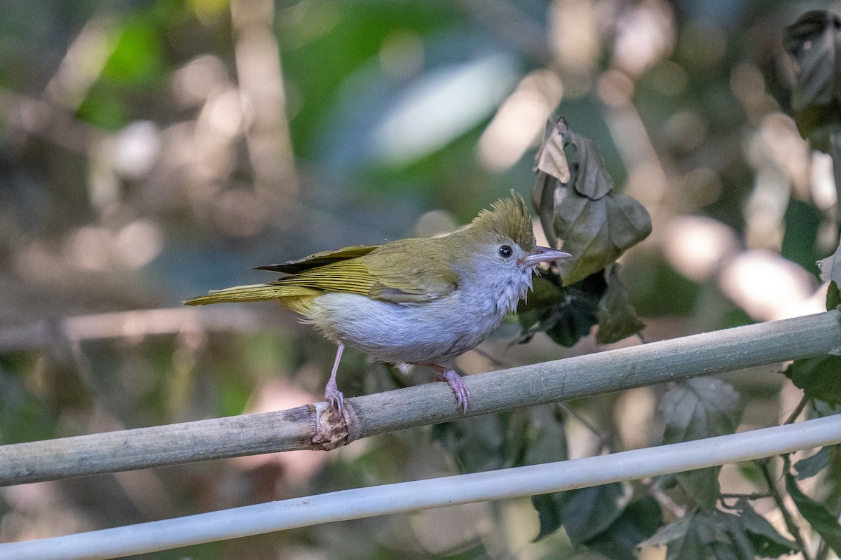 White-bellied Erpornis - ML614255034