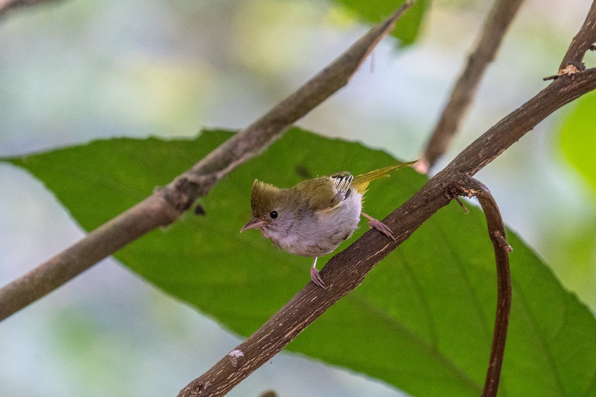 White-bellied Erpornis - ML614255035