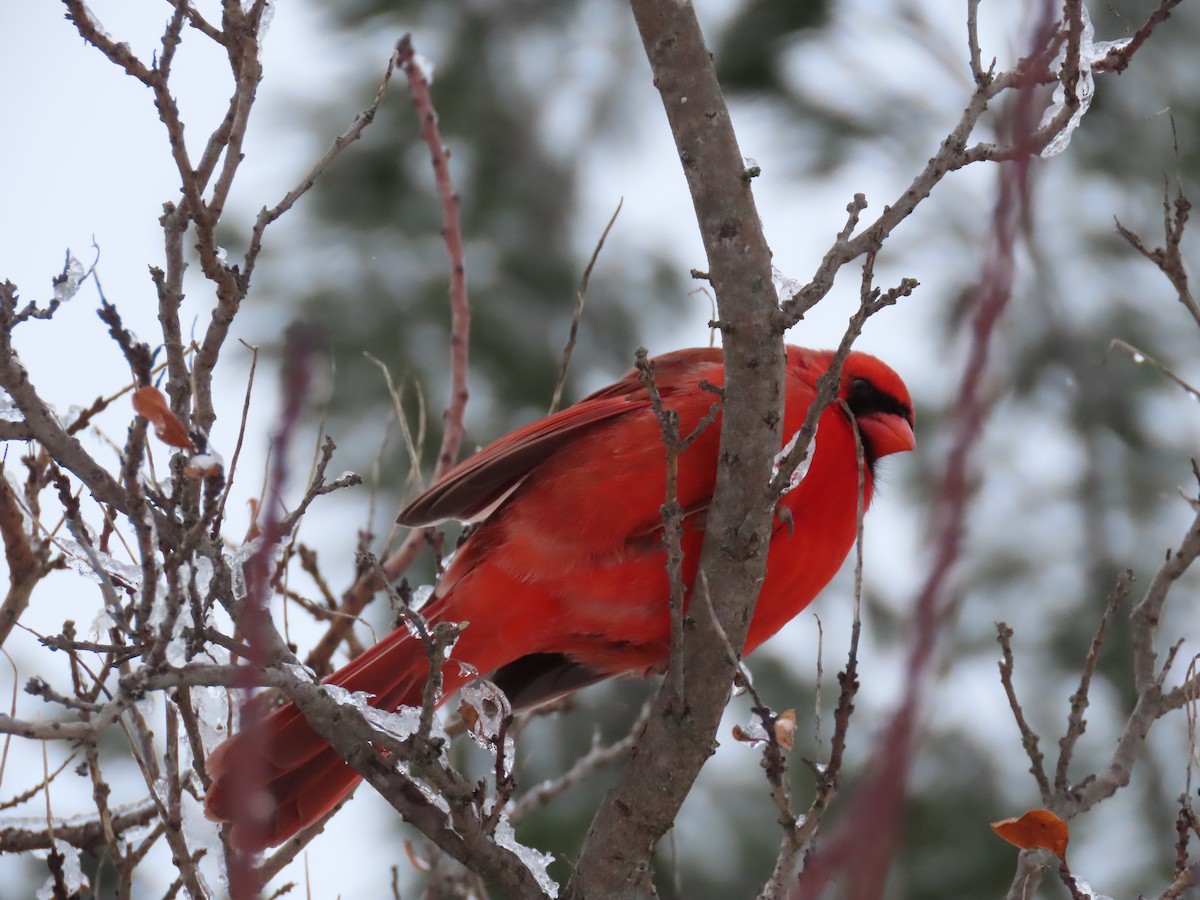 Cardinal rouge - ML614255084