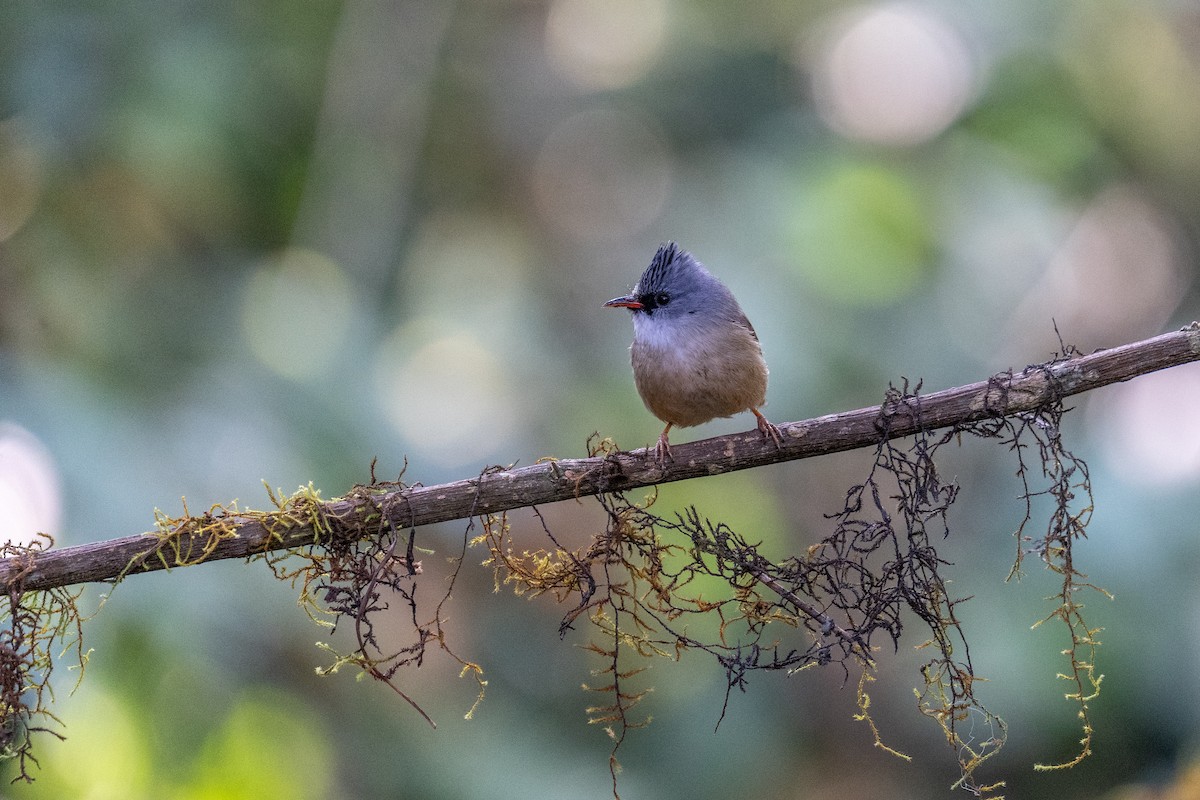 Black-chinned Yuhina - ML614255138