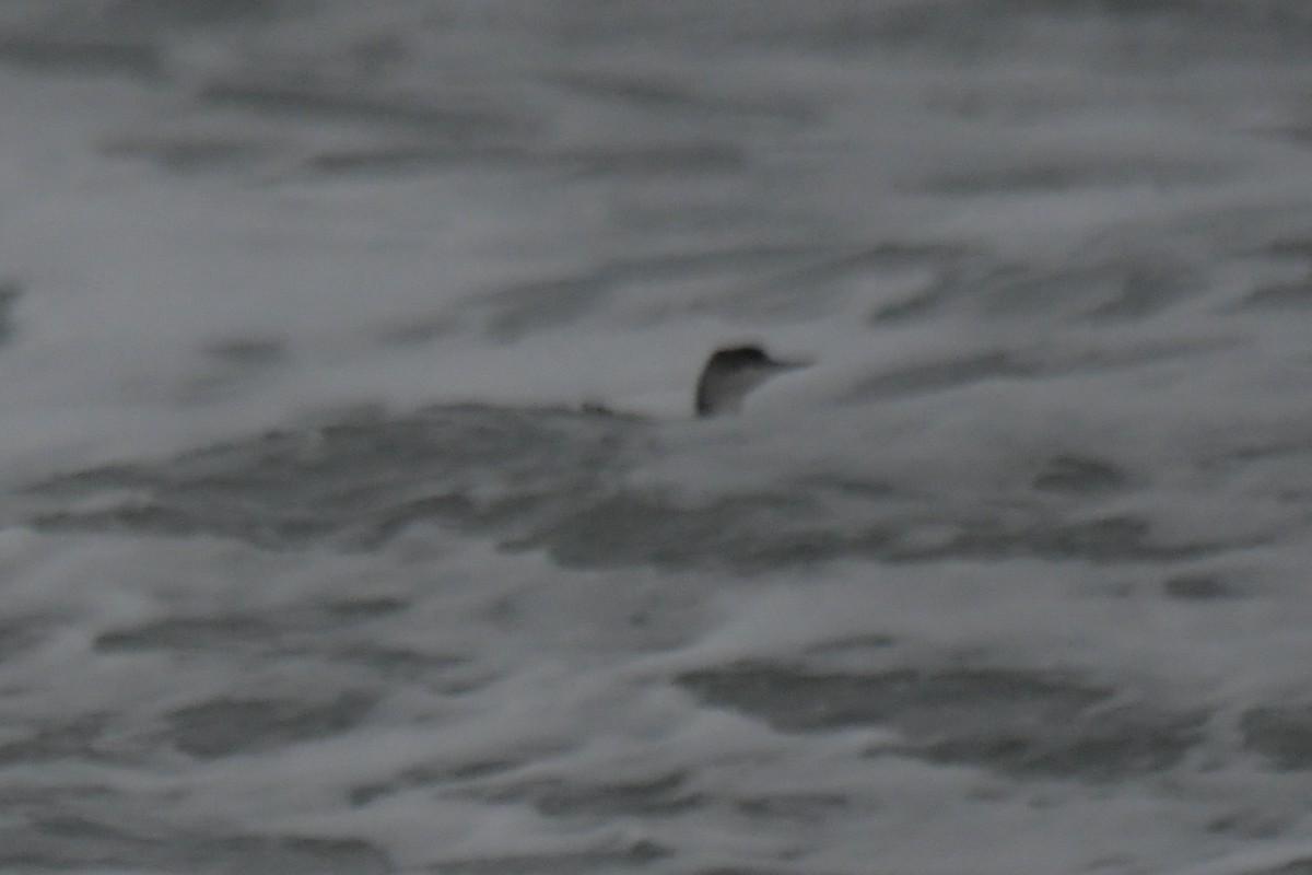 Red-throated Loon - Haynes Miller