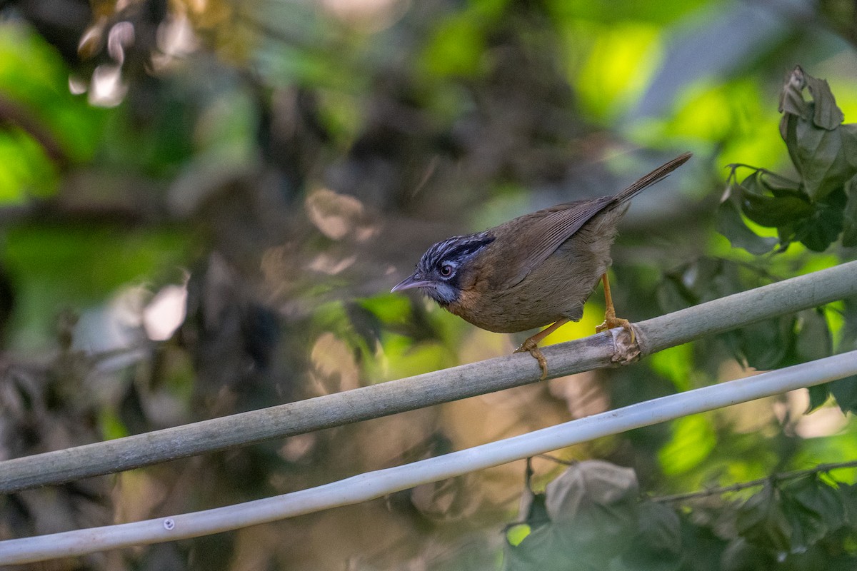 Gray-throated Babbler - ML614255162