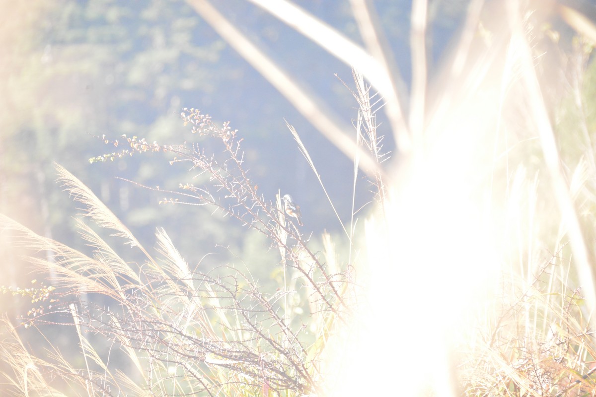 Daurian Redstart - ML614255204