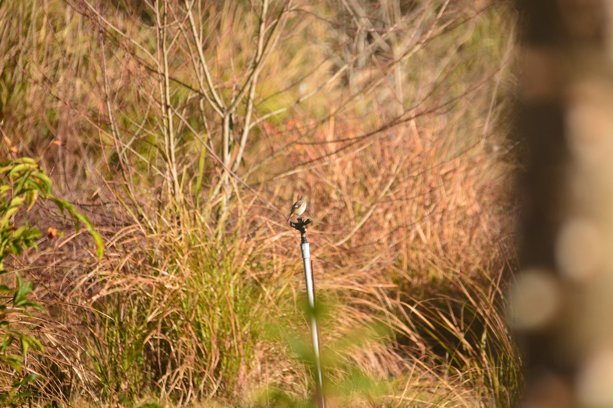 Daurian Redstart - ML614255205