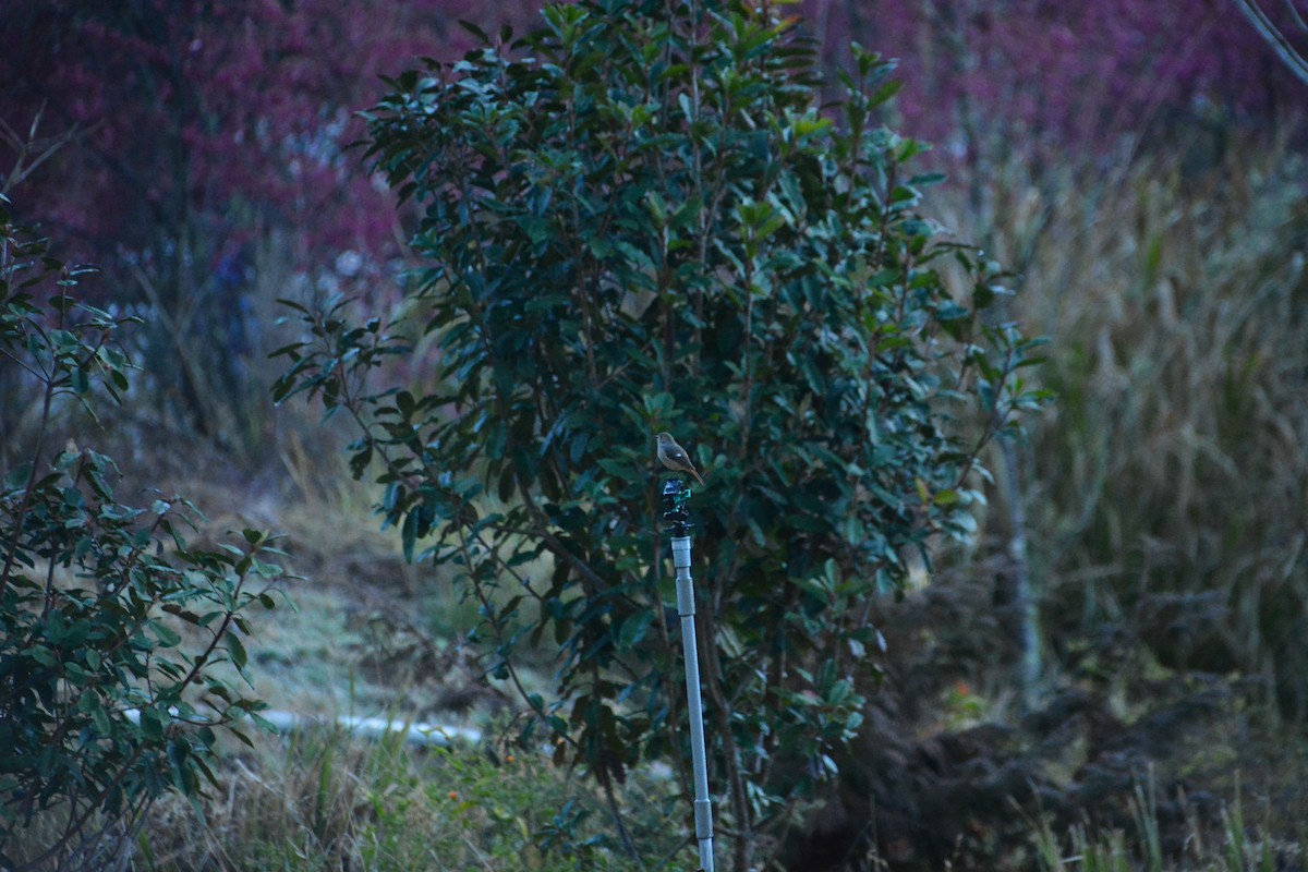 Daurian Redstart - ML614255206