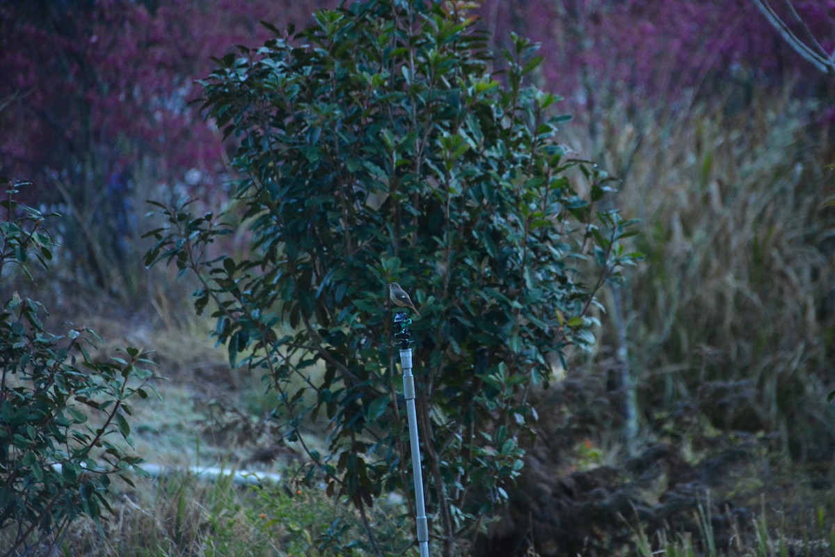 Daurian Redstart - ML614255207