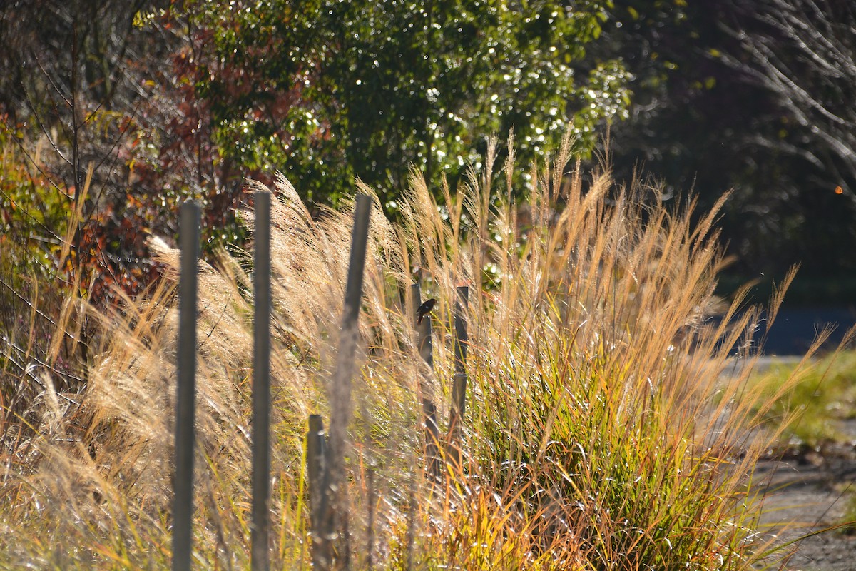 Daurian Redstart - ML614255208