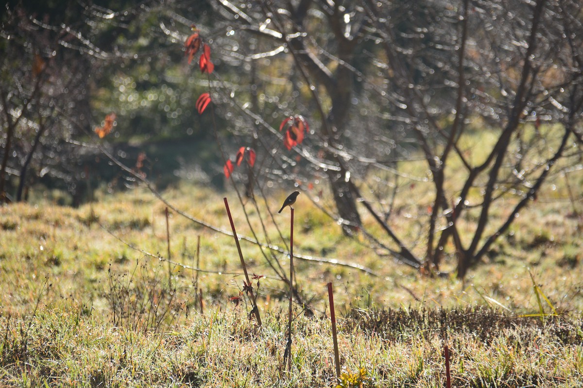 Daurian Redstart - ML614255209