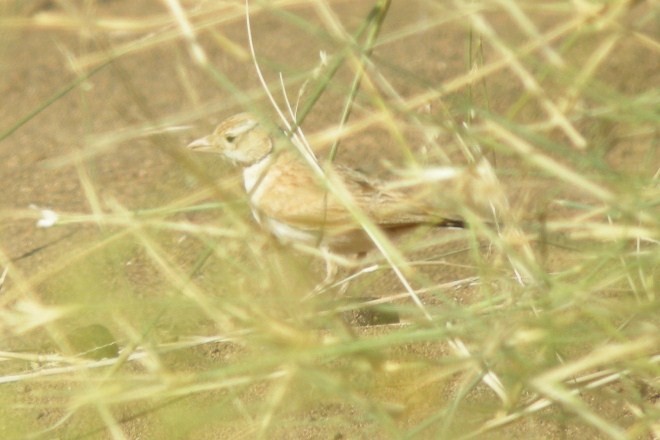 Dunn's Lark - ML614255217