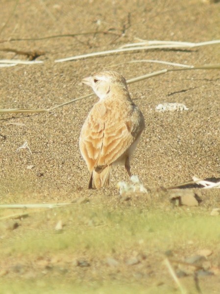 Dunn's Lark - Antony Faure