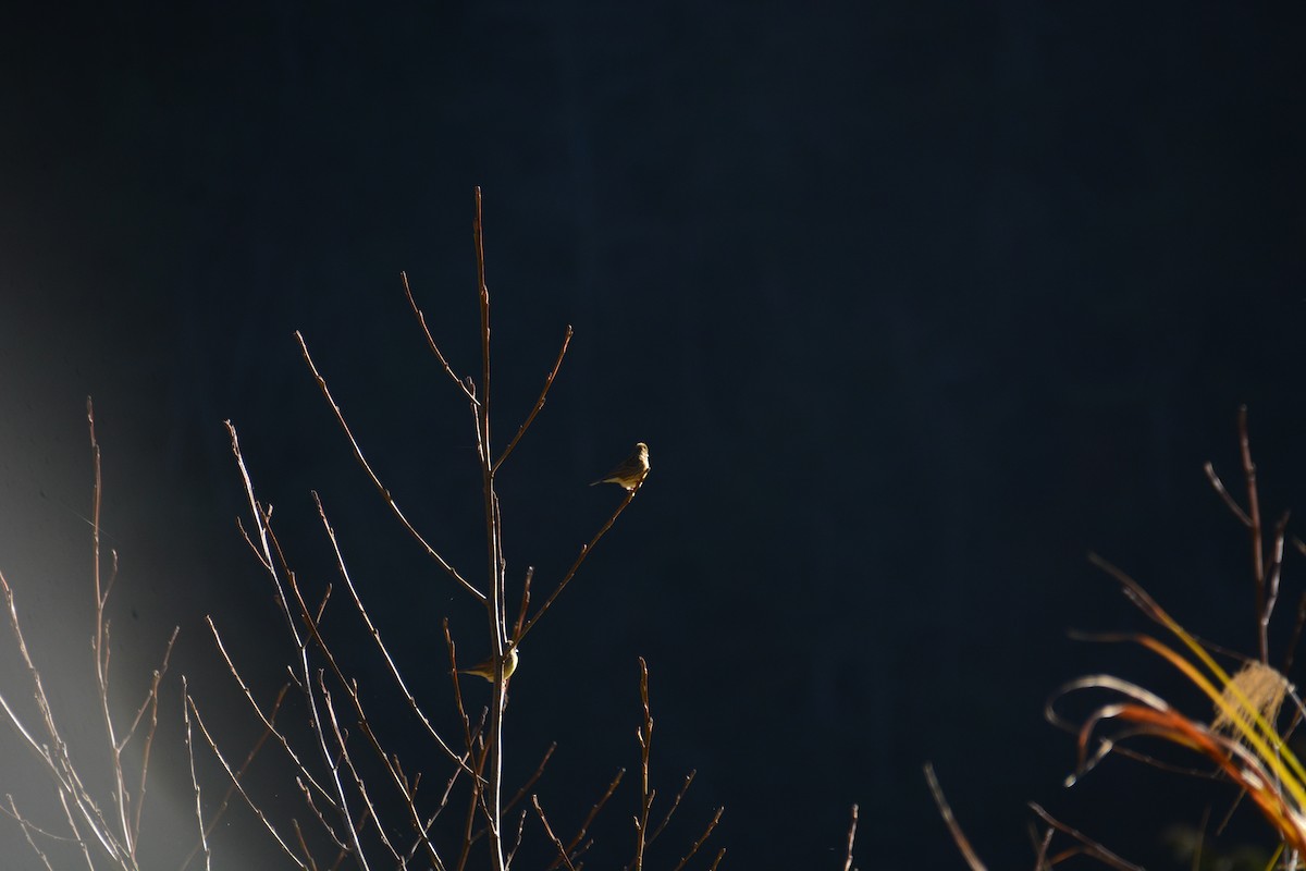 Black-faced Bunting - ML614255225